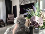 Aile Sıcaklığnda Büyüyen  Scottish Fold British Yvrlr