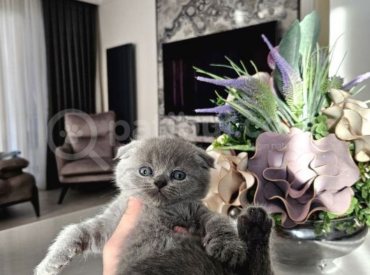 Aile Sıcaklığnda Büyüyen  Scottish Fold British Yvrlr görsel