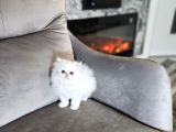 Şampiyon Full Scrli British Longhair Yavrularim