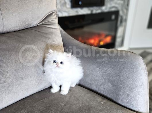 Şampiyon Full Scrli British Longhair Yavrularim görsel