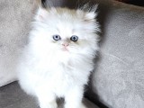 Şampiyon full scrli british longhair yavrularim