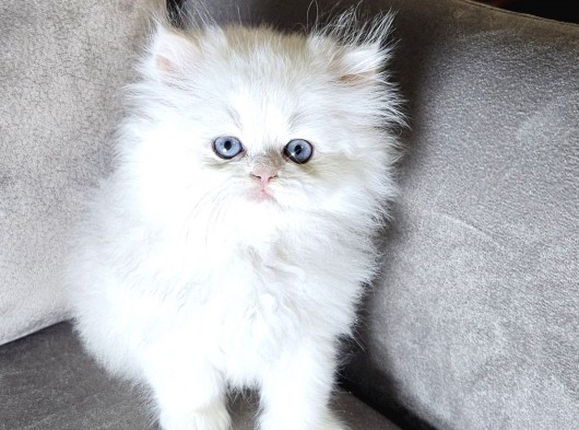 Şampiyon Full Scrli British Longhair Yavrularim