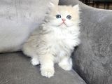 Şampiyon Full Scrli British Longhair Yavrularim
