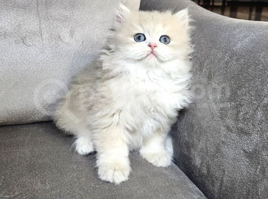 Şampiyon Full Scrli British Longhair Yavrularim görsel
