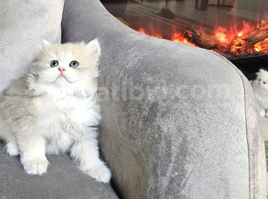 Şampiyon Full Scrli British Longhair Yavrularim görsel