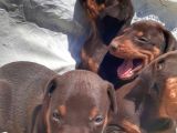 Irı Yapılı Doberman Yavrular