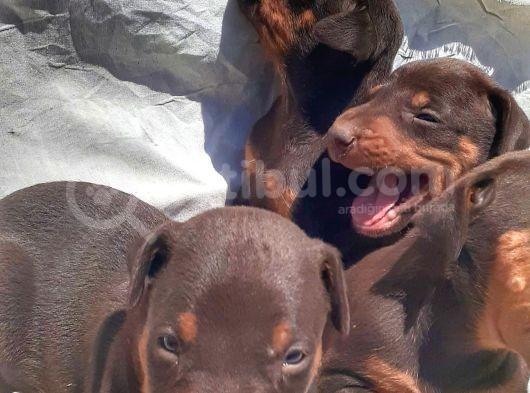 Irı Yapılı Doberman Yavrular görsel