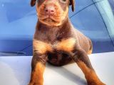 Irı yapılı doberman yavrular