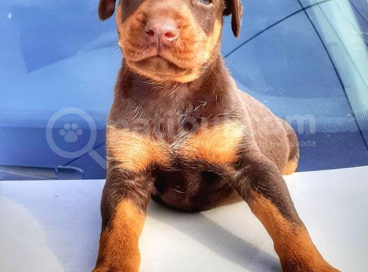 Irı Yapılı Doberman Yavrular