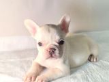Saglik Garantili Ev Ortaminda Exotic French Bulldog
