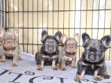 Saglik Garantili Ev Ortaminda Exotic French Bulldog
