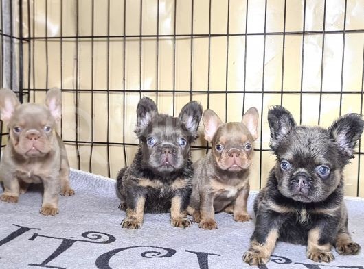 Saglik Garantili Ev Ortaminda Exotic French Bulldog görsel