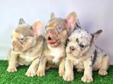 Saglik Garantili Ev Ortaminda Exotic French Bulldog