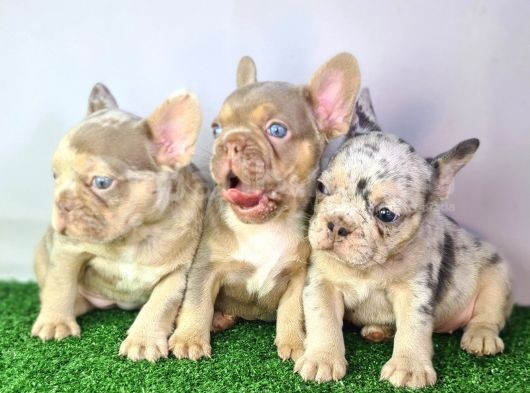 Saglik Garantili Ev Ortaminda Exotic French Bulldog görsel