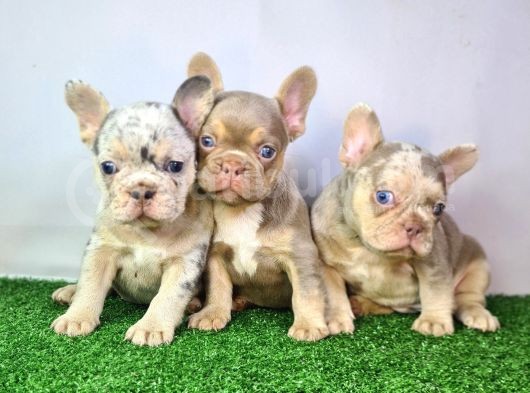 Saglik Garantili Ev Ortaminda Exotic French Bulldog görsel