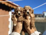 Orjinal maltipo bebek poodle ayarında