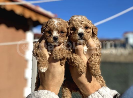 Orjinal Maltipo Bebek Poodle Ayarında