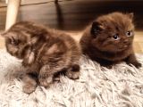 Kaliteli British Shorthair Anne Babadan Bebek Yüzlü Yavrular