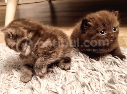Kaliteli British Shorthair Anne Babadan Bebek Yüzlü Yavrular görsel