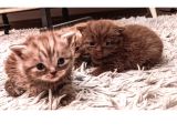 Kaliteli British Shorthair Anne Babadan Bebek Yüzlü Yavrular