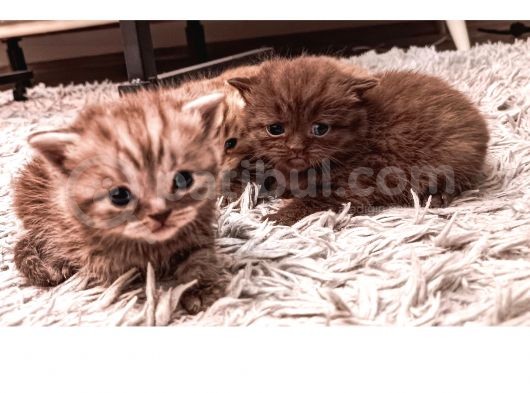 Kaliteli British Shorthair Anne Babadan Bebek Yüzlü Yavrular görsel