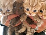 Kaliteli British Shorthair Anne Babadan Bebek Yüzlü Yavrular