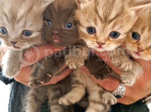 Kaliteli British Shorthair Anne Babadan Bebek Yüzlü Yavrular görsel