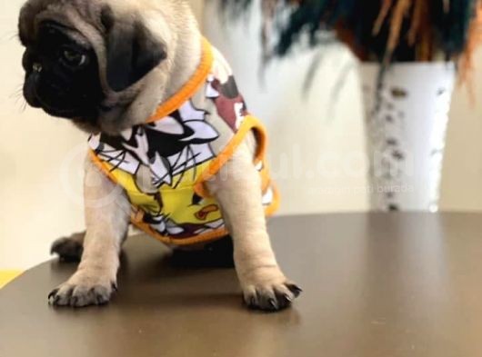 Pug Mops Sıfır Burun Gül Kuyruk