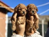 Orjinal Maltipo Bebek Poodle Ayarında