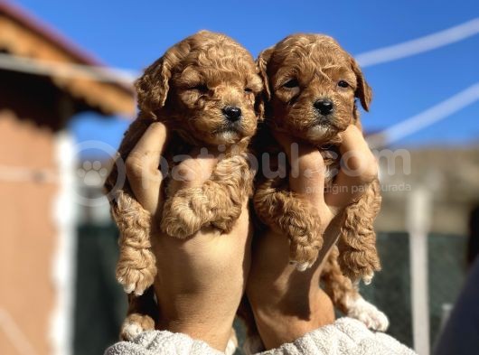 Orjinal Maltipo Bebek Poodle Ayarında görsel