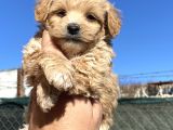 Orjinal Maltipo Bebek Poodle Ayarında