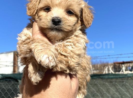 Orjinal Maltipo Bebek Poodle Ayarında görsel