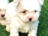 Beyaz Safkan Malti̇poo Yavrulari