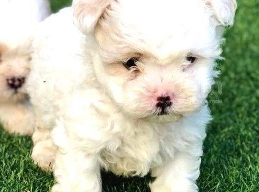 Beyaz Safkan Malti̇poo Yavrulari görsel