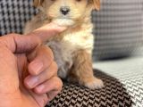 Orjinal Maltipo Bebek Poodle Ayarında