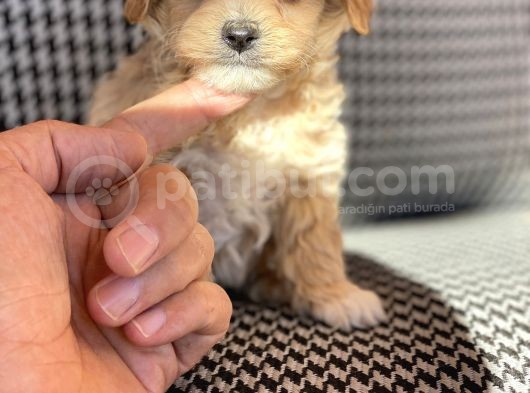 Orjinal Maltipo Bebek Poodle Ayarında görsel
