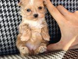 Orjinal Maltipo Bebek Poodle Ayarında