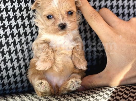 Orjinal Maltipo Bebek Poodle Ayarında görsel