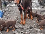 Irı Yapılı Doberman Yavrular