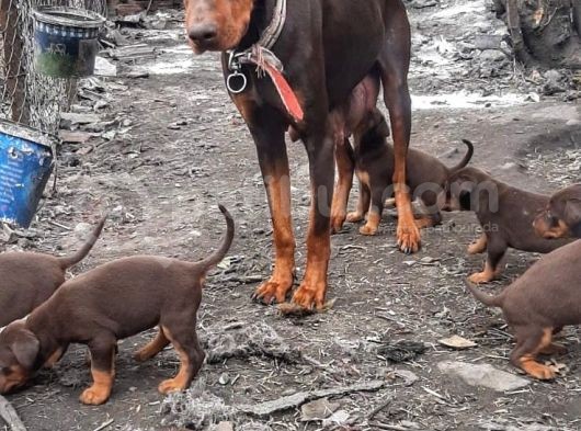 Irı Yapılı Doberman Yavrular görsel