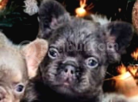 Saglik Garantili Ev Ortaminda Exotic French Bulldog görsel