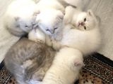Scottish Fold