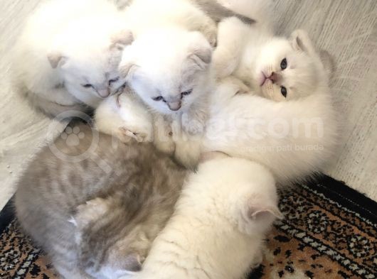 Scottish Fold görsel