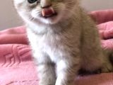 Scottish Fold