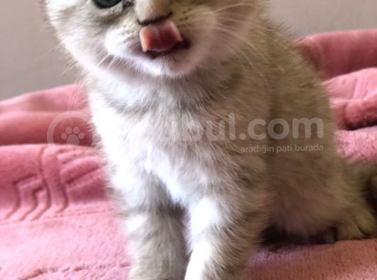 Scottish Fold görsel