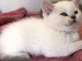 Scottish Fold