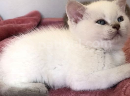 Scottish Fold görsel