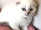 Scottish Fold