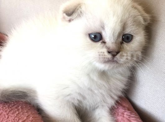 Scottish Fold görsel