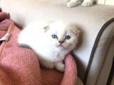 Scottish fold